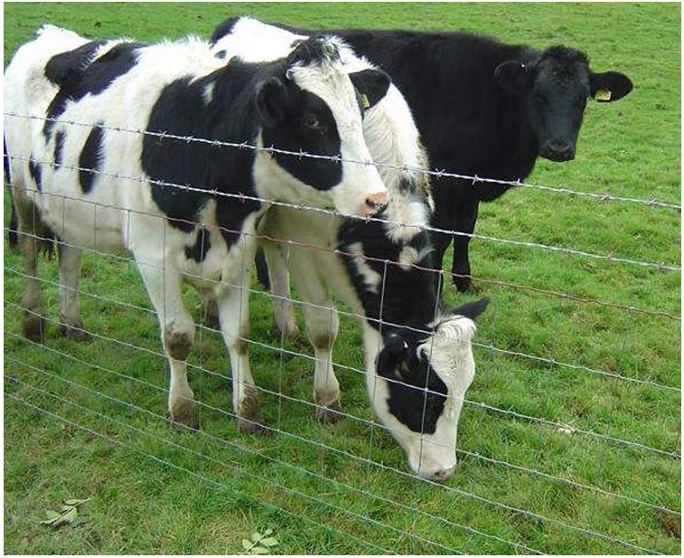 filed-wire-mesh-fence